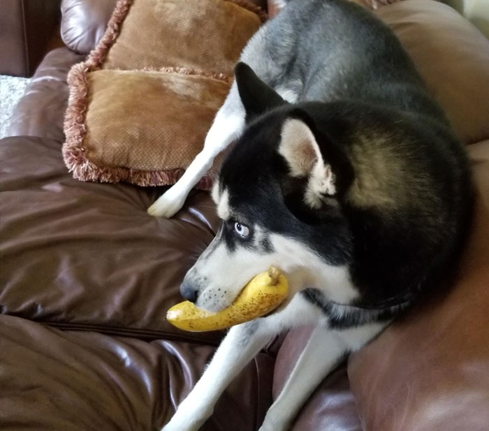 Funny Dogs Who Took Being Weird To A Whole Another Dimension