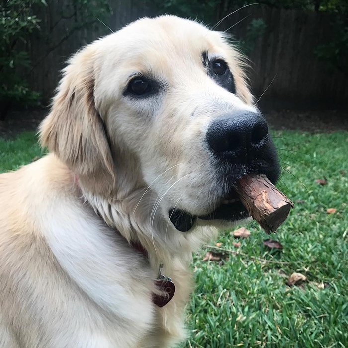 Golden Retriever Was Born With A Rare Genetic Mutation, And It Made Him Incredibly Adorable Golden Retriever Was Born With A Rare Genetic Mutation, And It Made Him Incredibly Adorable