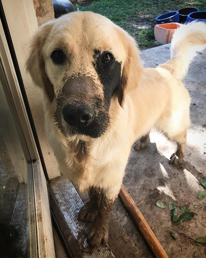 Golden Retriever Was Born With A Rare Genetic Mutation, And It Made Him Incredibly Adorable Golden Retriever Was Born With A Rare Genetic Mutation, And It Made Him Incredibly Adorable