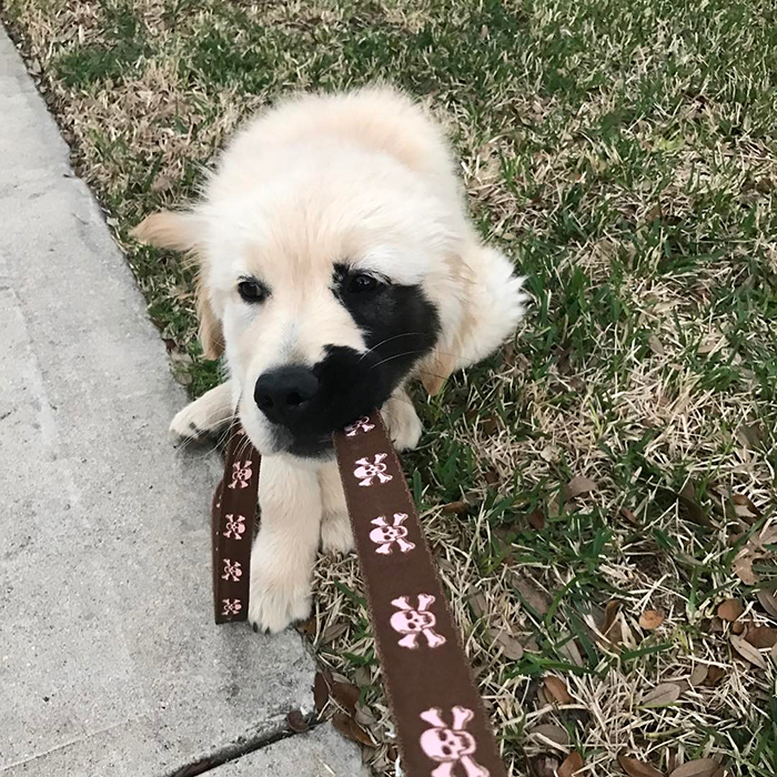Golden Retriever Was Born With A Rare Genetic Mutation, And It Made Him Incredibly Adorable Golden Retriever Was Born With A Rare Genetic Mutation, And It Made Him Incredibly Adorable