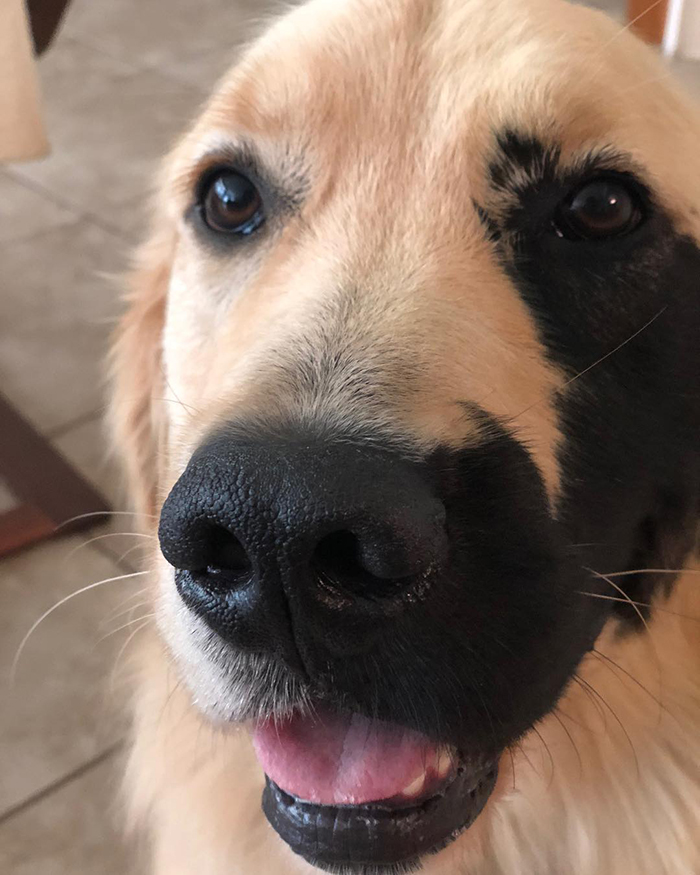 Golden Retriever Was Born With A Rare Genetic Mutation, And It Made Him Incredibly Adorable Golden Retriever Was Born With A Rare Genetic Mutation, And It Made Him Incredibly Adorable