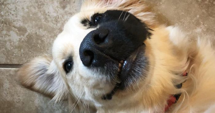 Golden Retriever Was Born With A Rare Genetic Mutation, And It Made Him Incredibly Adorable