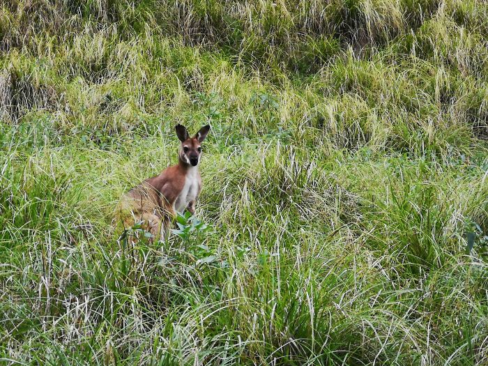 Guy Tries To Take A 15 Min 'Shortcut' Suggested By Google Maps, Gets A Lesson And A Trip Of A Lifetime