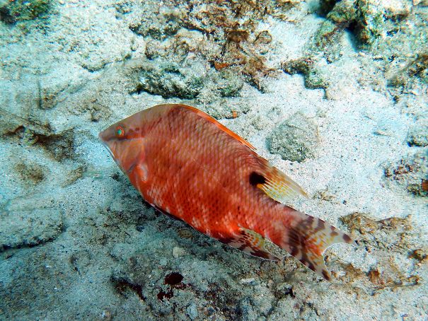 hogfish-5c48b8a7d1c09.jpg