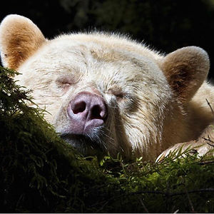 rodrigocastillo avatar