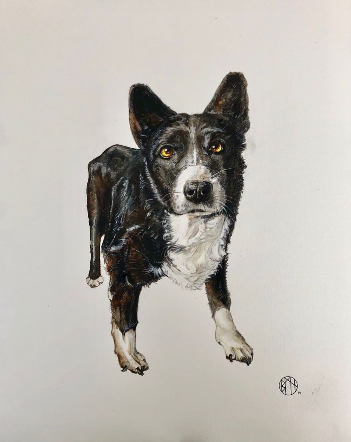 Kelsie - Cross Kelpie - Border Collie