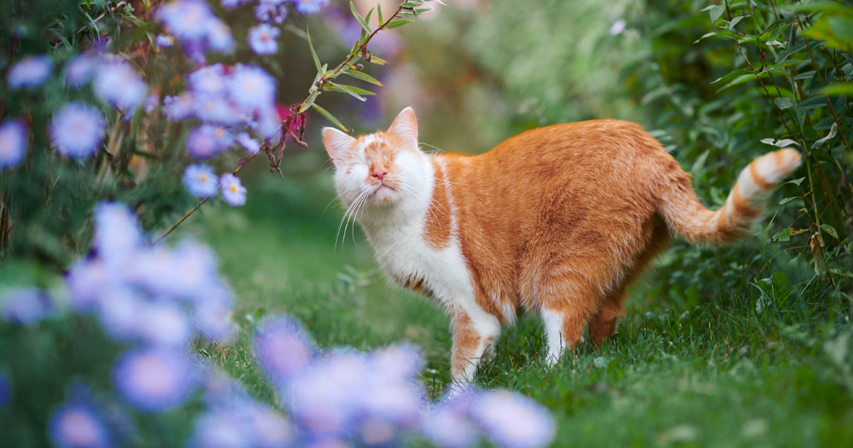 Hago fotos de mi gato que no tiene ojos pero ve con su corazón (25 imágenes)