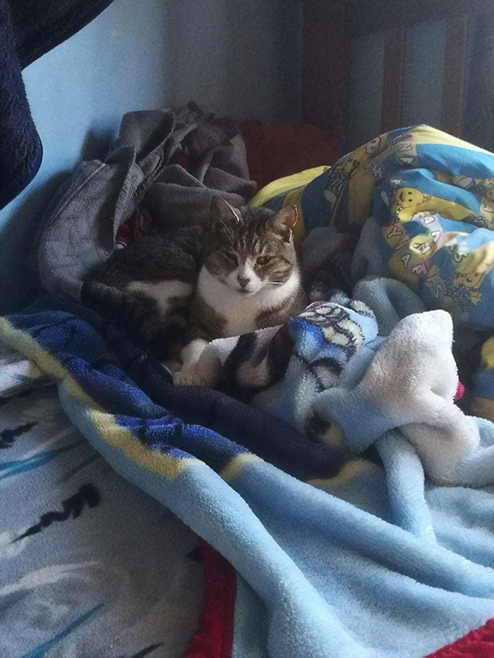 Woman Catches Her Cat Returning From Neighbor's Property With Stolen Goods