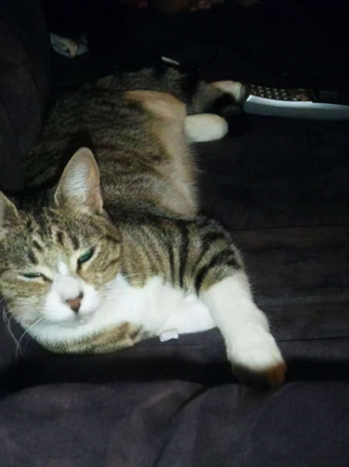 Woman Catches Her Cat Returning From Neighbor's Property With Stolen Goods