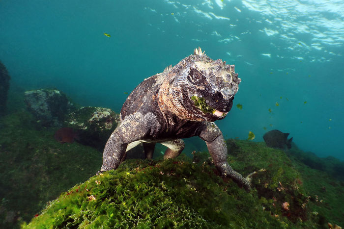 4th Place, Compact Wide Angle, "Who's The Boss?" By Andreas Schmid