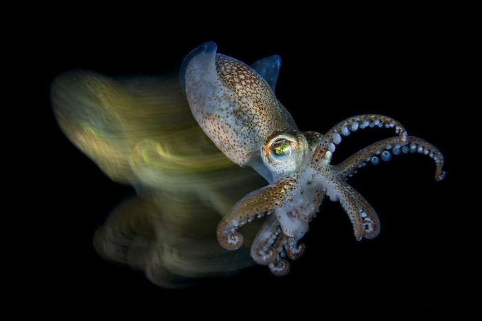 3rd Place, Macro Ocean, "Speedy Cuttlefish" By Fabio Iardino