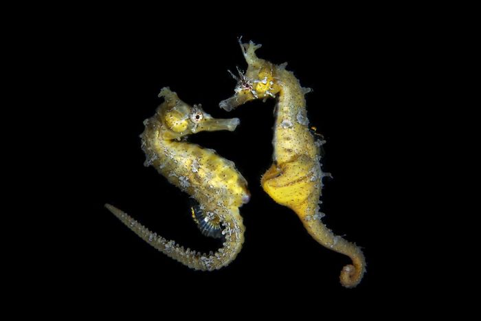 4th Place, Macro Ocean, "Dance Of Love" By Jinggong Zhang