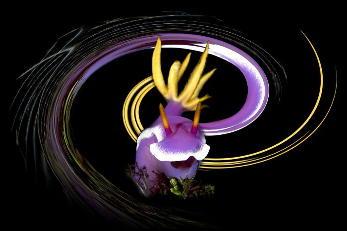 1st Place, Underwater Art, "Disco Nudi" By Bruno Van Saen