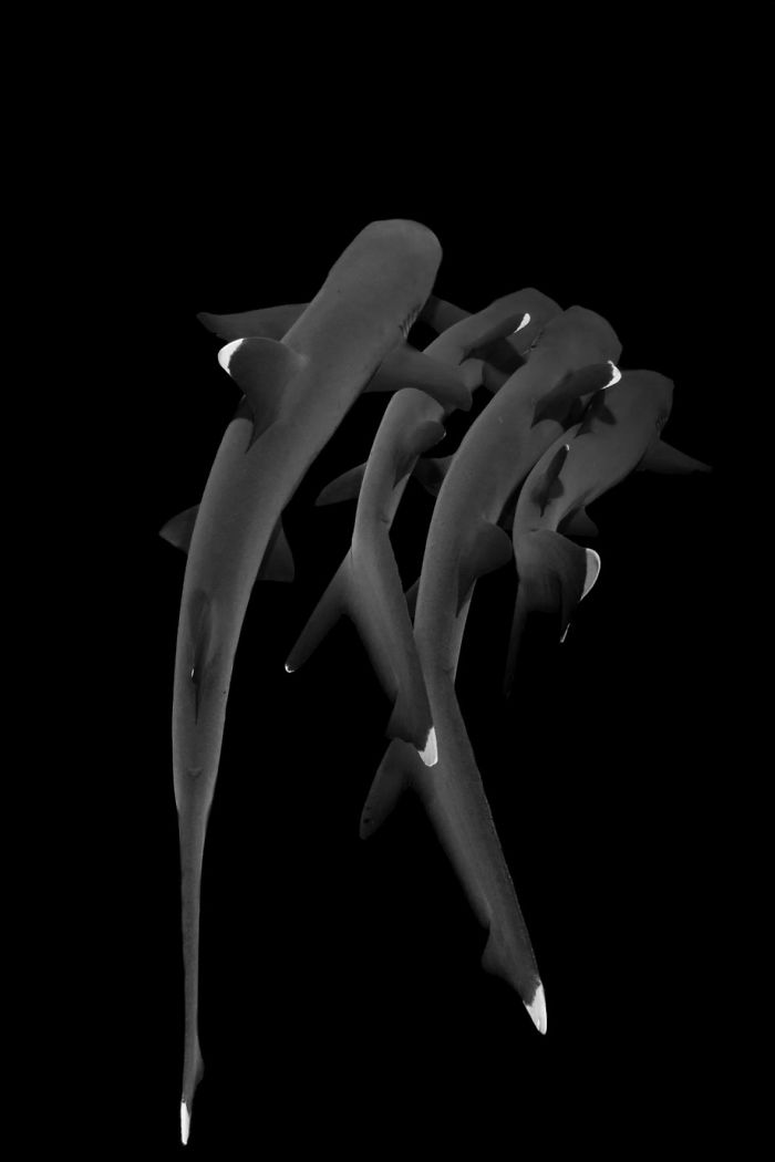 3rd Place, Compact Behavior, "La Siesta" By Jin Woo Lee