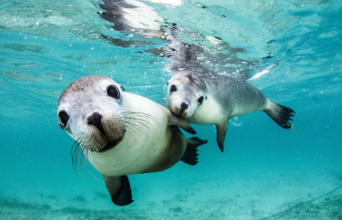 3rd Place, Wide-Angle Category, "Two Inquisitive Friends" By Celia Kujala
