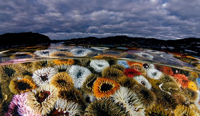 4th Place, Wide-Angle Category, "West Coast Flowers" By Geo Cloete