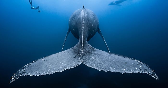 The Winners Of The 2018 Underwater Photography Competition Will Take Your Breath AwayThe Winners Of The 2018 Underwater Photography Competition Will Take Your Breath Away