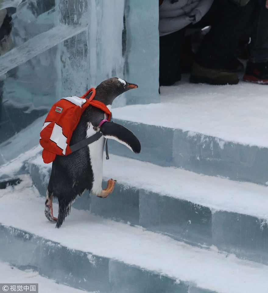 Cute Alert! Penguins Visit Ice And Snow World In Harbin