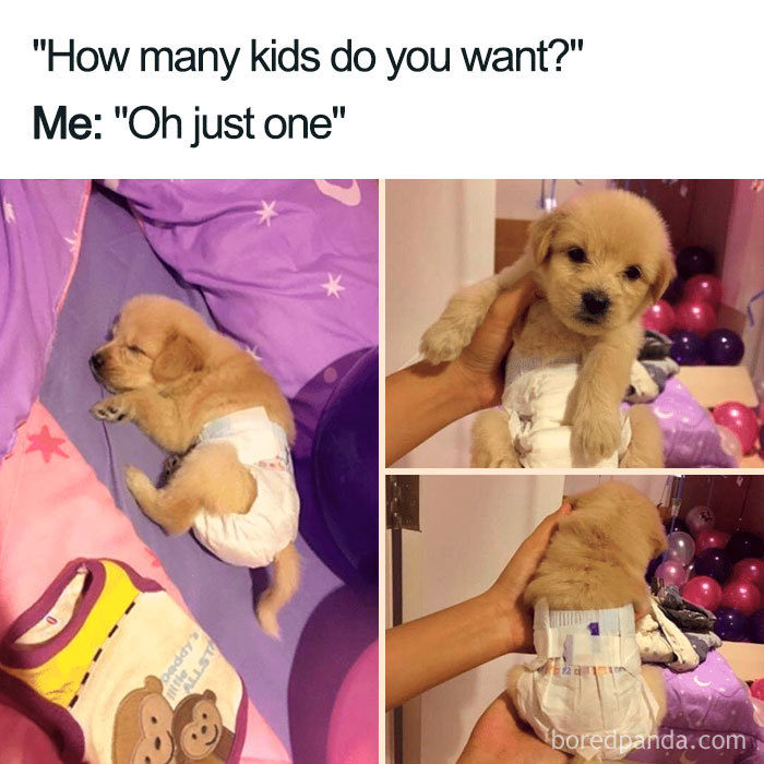 Funny-Pets-Over-Kids-Memes