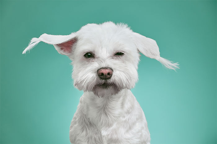 We Explore The Uniqueness Of Different Cat And Dog Breeds And Their Beautiful Personalities (11 Pics)