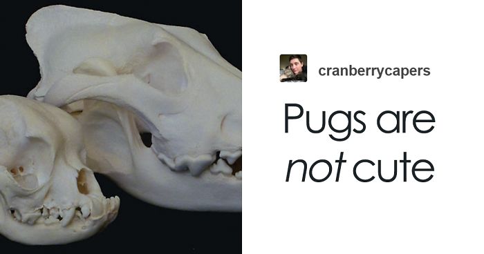 “Pugs Are Not Cute, [They’re] Malformed, Sick Animals That Shouldn’t Exist”: This Tumblr Thread May Change The Way You See Pugs