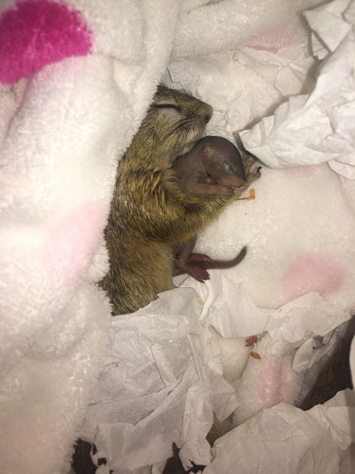 This Wild Squirrel Made A Nest For Her Baby In Her Rescuer’s Drawer And It’s Adorable This Wild Squirrel Made A Nest For Her Baby In Her Rescuer’s Drawer And It’s Adorable