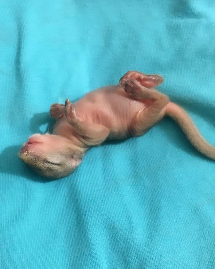 This Wild Squirrel Made A Nest For Her Baby In Her Rescuer’s Drawer And It’s Adorable This Wild Squirrel Made A Nest For Her Baby In Her Rescuer’s Drawer And It’s Adorable