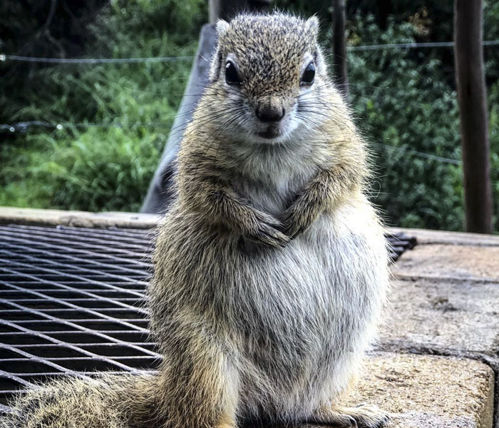 Esta ardilla silvestre hizo un nido para su cría en un cajón de su rescatadora, y es adorable