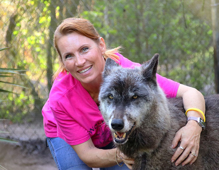 Owner Dumped Wolfdog At Kill Shelter When He Got Too Much To Handle, Luckily This Sanctuary Saved Him Owner Dumped Wolfdog At Kill Shelter When He Got Too Much To Handle, Luckily This Sanctuary Saved Him