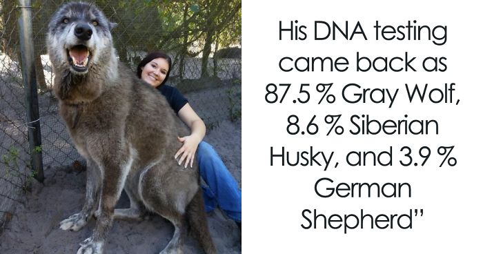 Owner Dumped Wolfdog At Kill Shelter When He Got Too Much To Handle, Luckily This Sanctuary Saved Him