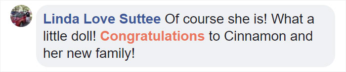 People Rescue A Litter Of Pit Bulls, Notice That One Of Them Has 'Cinnamon Roll' Ears People Rescue A Litter Of Pit Bulls, Notice That One Of Them Has 'Cinnamon Roll' Ears