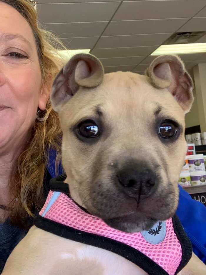 People Rescue A Litter Of Pit Bulls, Notice That One Of Them Has 'Cinnamon Roll' Ears People Rescue A Litter Of Pit Bulls, Notice That One Of Them Has 'Cinnamon Roll' Ears