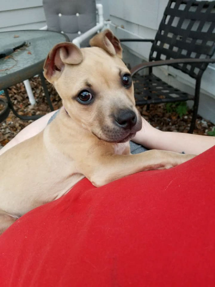 People Rescue A Litter Of Pit Bulls, Notice That One Of Them Has 'Cinnamon Roll' Ears