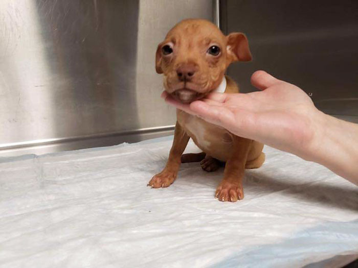 People Rescue A Litter Of Pit Bulls, Notice That One Of Them Has 'Cinnamon Roll' Ears