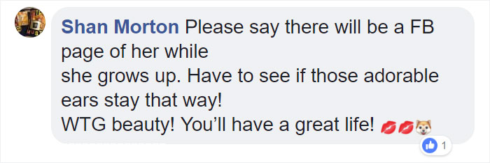 People Rescue A Litter Of Pit Bulls, Notice That One Of Them Has 'Cinnamon Roll' Ears People Rescue A Litter Of Pit Bulls, Notice That One Of Them Has 'Cinnamon Roll' Ears