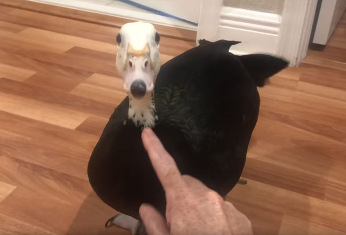 Meet Petunia - The Rescued Duck Who Greets Her Owner In The Cutest Way Possible