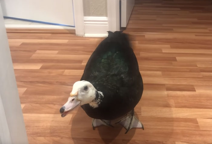 Meet Petunia - The Rescued Duck Who Greets Her Owner In The Cutest Way Possible
