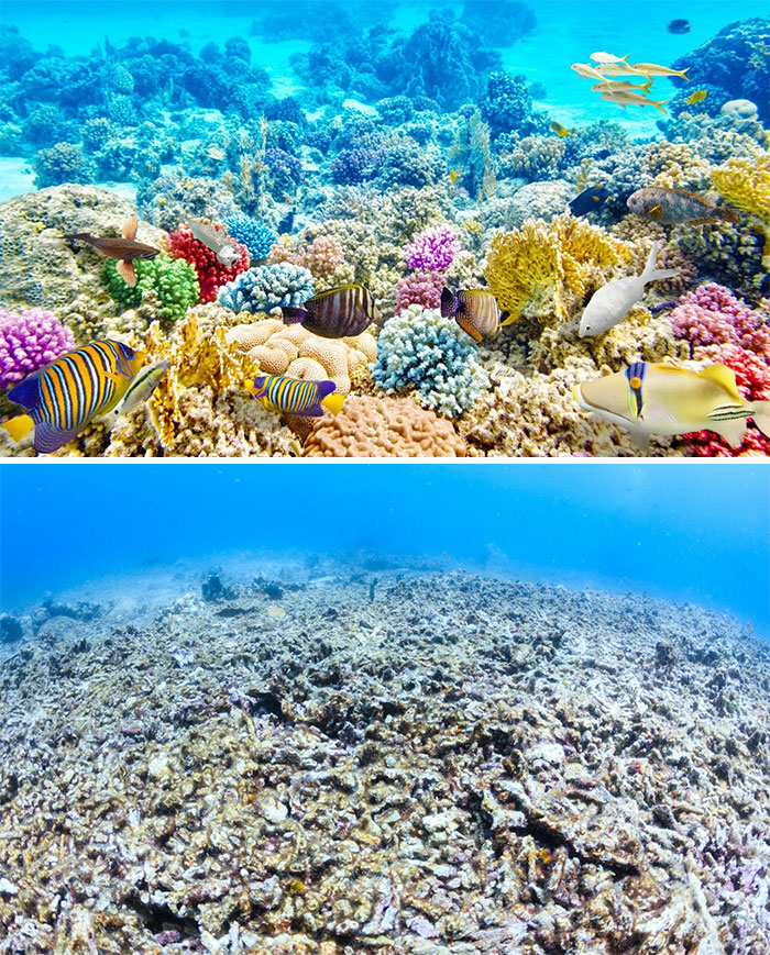 Sad-10-Year-Challenge-Nature-Memes