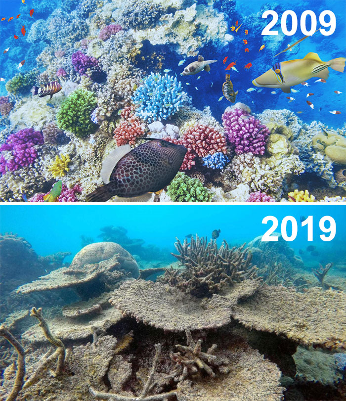 Sad-10-Year-Challenge-Nature-Memes