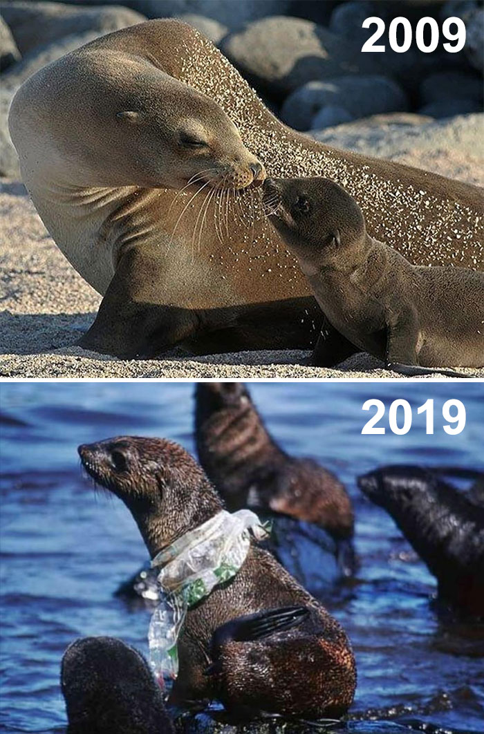 Sad-10-Year-Challenge-Nature-Memes