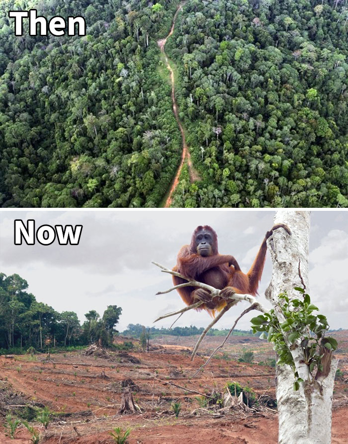 Sad-10-Year-Challenge-Nature-Memes