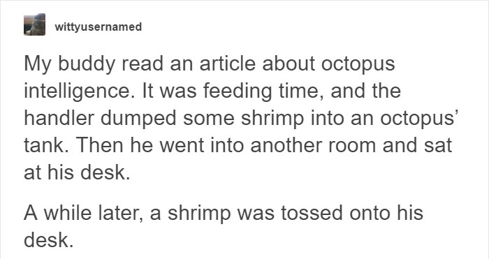 People Share The Most Incredible Things Octopuses Have Done And We May Have Underestimated Their Intelligence