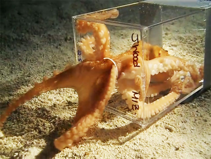 People Share The Most Incredible Things Octopuses Have Done And We May Have Underestimated Their Intelligence People Share The Most Incredible Things Octopuses Have Done And We May Have Underestimated Their Intelligence