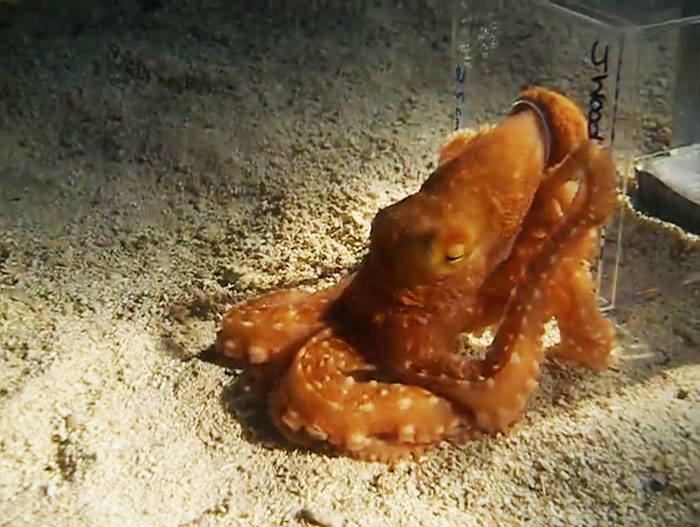 People Share The Most Incredible Things Octopuses Have Done And We May Have Underestimated Their Intelligence People Share The Most Incredible Things Octopuses Have Done And We May Have Underestimated Their Intelligence