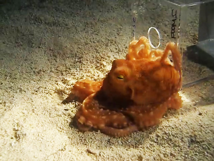 People Share The Most Incredible Things Octopuses Have Done And We May Have Underestimated Their Intelligence People Share The Most Incredible Things Octopuses Have Done And We May Have Underestimated Their Intelligence