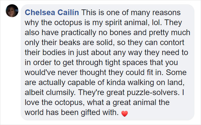 People Share The Most Incredible Things Octopuses Have Done And We May Have Underestimated Their Intelligence