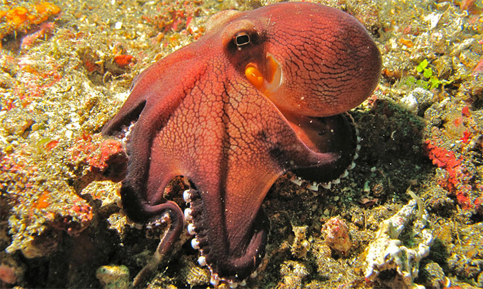 People Share The Most Incredible Things Octopuses Have Done And We May Have Underestimated Their Intelligence People Share The Most Incredible Things Octopuses Have Done And We May Have Underestimated Their Intelligence