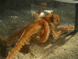 People Share The Most Incredible Things Octopuses Have Done And We May Have Underestimated Their Intelligence People Share The Most Incredible Things Octopuses Have Done And We May Have Underestimated Their Intelligence