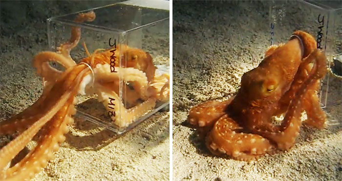 Comparten historias increíbles sobre lo que hacen los pulpos, y no volverás a subestimar su inteligencia