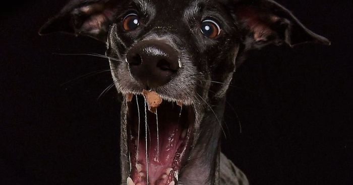 I Celebrate The Day Of Spanish Hunting Dogs By Photographing Them Enjoying Their Life Of Freedom